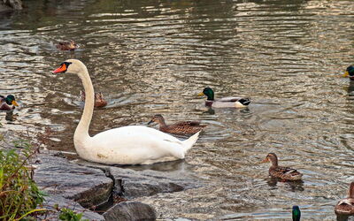 Donaublick