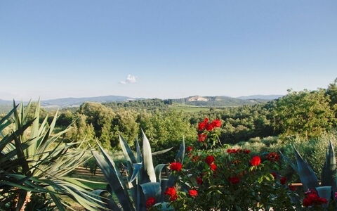 Gli Appartamenti Di Manuela: Vegetation, Blume, Pflanze, Botanik, Himmel, Pflanzengemeinschaft, Baum, Landschaft, Agave, Wild