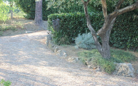 Gli Appartamenti Di Manuela: Pflanze, Strassenbelag, Baum, Kofferraum, Grundstueck, Natürliche Landschaft, Asphalt, Ground, Strauch, Gras
