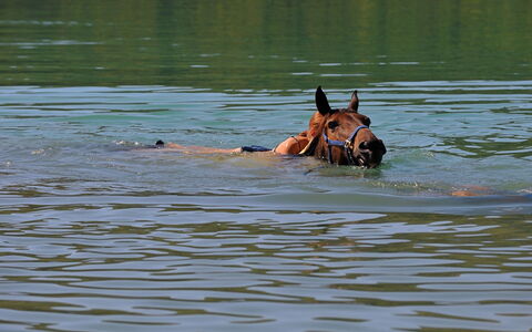 Klen 1: Wasser, Erholung, Pferd, Tierwelt, Fluss, Kitz, See