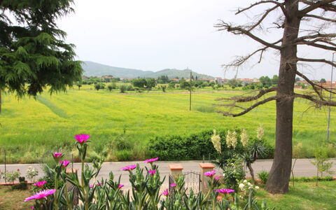 Podere i Gigli: Natur, Natürliche Landschaft, Vegetation, Natürlichen Umgebung, Wiese, Baum, Frühling, Pflanze, Garten, Botanik