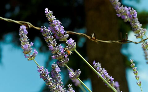 Podere i Gigli: Blume, Pflanze, Lila, Zweig, Terrestrische Plant, Violett, Blühende Pflanze, Baum, Gras, Jahr Plant