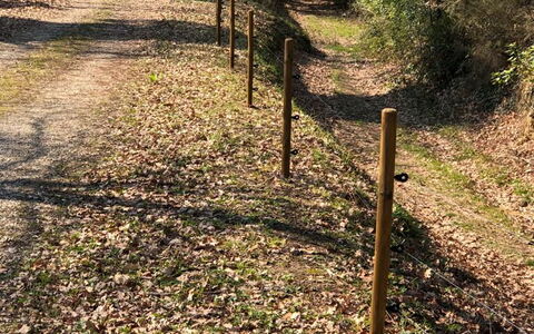 L'incanto: Pflanze, Baum, Natürliche Landschaft, Holz, Kofferraum, Gras, Laub, Gehölz, Ground, Strauch