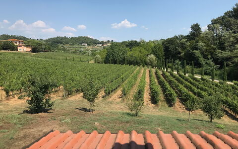 Il Sogno Tra i Vigneti: Weinberg, Landwirtschaft, Plantage, Ernte, Feld, Pflanze, Bauernhof, Ländliches Gebiet, Baum