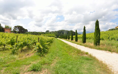 Il Sogno Tra i Vigneti: Natur, Grundstueck, Grün, Vegetation, Natürliche Landschaft, Natürlichen Umgebung, Baum, Feld, Himmel, Gras