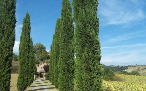 Podere Agnese: Baum, Thuya, Gehölz, Pflanze, Biome, Red Juniper, Strauch, Cypress Familie, River Juniper, Nadelbaum