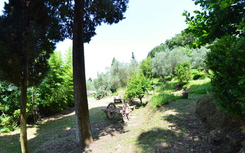 Collina Lagomare: Natur, Vegetation, Baum, Naturschutzgebiet, Natürlichen Umgebung, Biome, Weg, Gras, Botanik, Garten