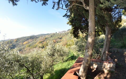 La Cipressa: Baum, Vegetation, Natürlichen Umgebung, Wildnis, Himmel, Botanik, Frühling, Blatt, Gehölz, Pflanze