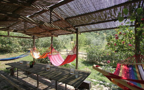 Grosseto 860: Baum, Botanik, Die Architektur, Haus, Zuhause, Freizeit, Pflanze, Gebäude, Hinterhof, Garten