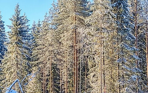 Annelinniemi: Möbel, Stuhl, Gartenmöbel, Tabelle, Holz, Tisch Im Freien, Küche & Esszimmer Tisch, Schatten, Garten, Regenschirm
