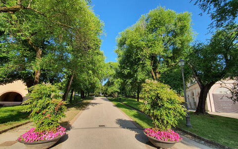 Casina Bella Di Lucca: Blatt, Baum, Grün, Natur, Ast, Strassenbelag, Vegetation, Strauch, Öffentlicher Raum, Durchgangsstrasse