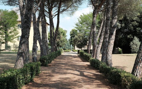 Luna Di Cortona: Baum, Natürliche Landschaft, Gehölz, Walkway, Botanik, Gras, Pflanze, Graspflanze, Strasse, Park