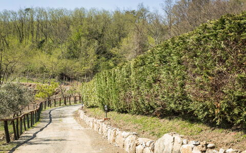 Cantiniere: Baum, Vegetation, Natürliche Landschaft, Naturschutzgebiet, Strauch, Pflanze, Wand, Pflanzengemeinschaft, Botanik, Biome