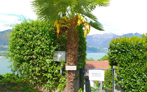San Nazzaro 25: Baum, Vegetation, Palme, Arecales, Pflanze, Gehölz, Botanik, Blatt, Strauch, Grundeigentum
