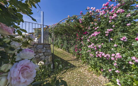 Villa Solaria: Blume, Pflanze, Gartenrosen, Garten, Blühende Pflanze, Rose Family, Rosa, Rose, Wand, Frühling
