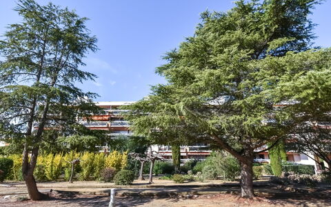 Sainte Maxime 455: Baum, White Pine, Gehölz, Pflanze, Botanik, Südkiefer, Drehkiefer, Pine Familie, American Larch, Haus