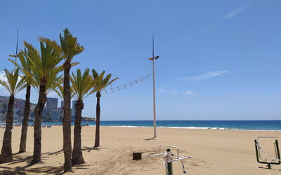 Las Palmeras