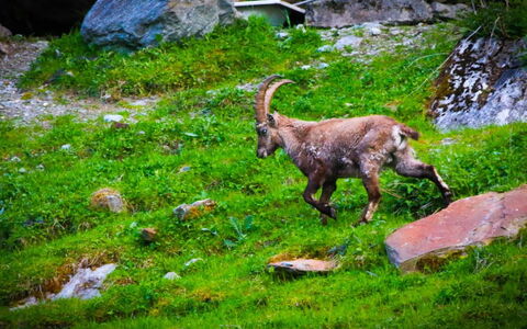 Monte Rosa: Schnee, Gebäude, Fenster, Einfrieren, Haus, Steigung, Grundeigentum, Holz, Geologisches Phänomen, Baum