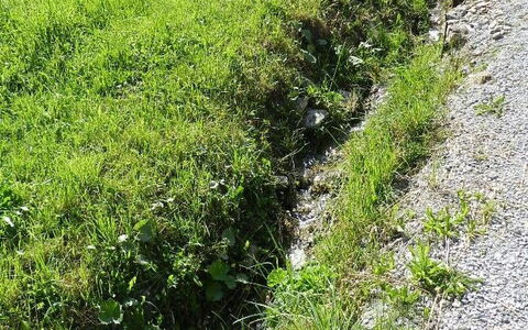 Majelas Heiti: Pflanze, Pflanzengemeinschaft, Natürliche Landschaft, Gras, Biome, Landwirtschaft, Baum, Wiese, Ground