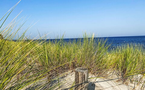 Am Walde: Blau, Meer, Küsten Und Ozeanische Forms, Ozean, Küste, Strand, Ufer, Krautige Pflanze