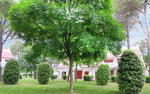 Villaggio Marina: Baum, Grün, Gehölz, Pflanze, Eigentum, Blatt, Haus, Frühling, Gras, Grundeigentum
