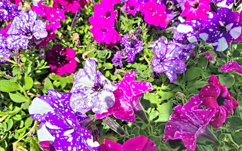 Radstadt 606: Blume, Blütenblatt, Grün, Gelb, Rosa, Lila, Ground, Blühende Pflanze, Garten, Krautige Pflanze