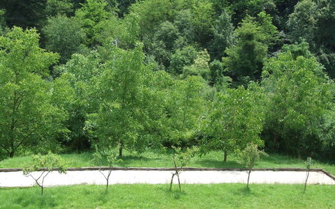 Bottino: Baum, Vegetation, Grün, Natur, Naturschutzgebiet, Natürliche Landschaft, Gras, Natürlichen Umgebung, Biome, Pflanze