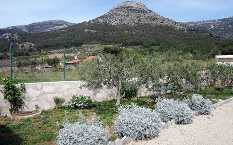 Lucije: Wildnis, Botanik, Pflanzengemeinschaft, Baum, Frühling, Berg, Garten, Chaparral, Pflanze, Blume