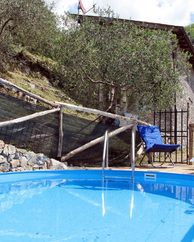 Olivella