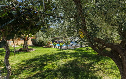 Poreč 649: Blatt, Vegetation, Strauch, Garten, Frühling, Kofferraum, Schatten, Gehölz, Sonnenlicht, Rasen