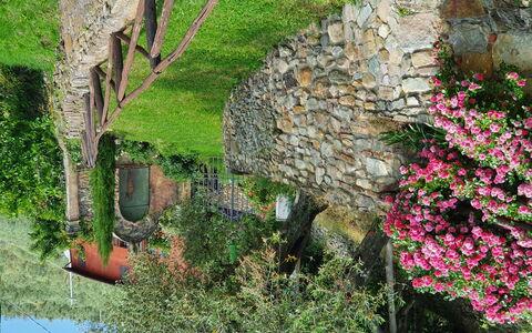 Buti 608: Vegetation, Wand, Pflanze, Blume, \Fels, Baum, Gras, Moos, Steinwand, Frühling