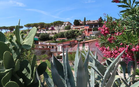 Capoliveri 620: Vegetation, Blume, Pflanze, Botanik, Agave, Botanischer Garten, Blühende Pflanze, Landschaft, Garten, Kaktus