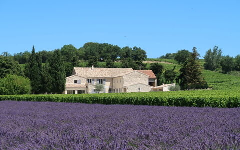 La Machotte: Lavendel, Feld, Lavendel, English Lavendel, Bauernhof, Eigentum, Ländliches Gebiet, Blume, Pflanze, Graspflanze