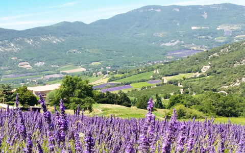 Le Cèdre: Himmel, Blume, Berg, Pflanze, Ökoregion, Wolke, Grün, Natürliche Landschaft, Landwirtschaft, Lavendel