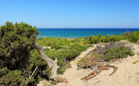 Baia delle Mimose: Vegetation, Küste, Strand, Ufer, Meer, Natürliche Landschaft, Natürlichen Umgebung, Pflanzengemeinschaft, Himmel, Naturschutzgebiet