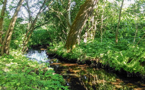 Zatylówka Dom Na Wyspie: Natürliche Landschaft, Naturschutzgebiet, Vegetation, Natürlichen Umgebung, Baum, Natur, Auwald, Auwald, Wald, Wasserlauf