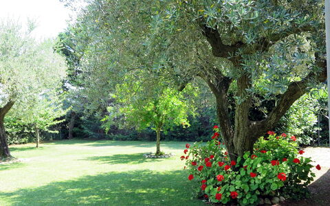 Vidal: Pflanze, Blume, Baum, Natürliche Landschaft, Gras, Schatten, Strauch, Ground, Landschaft, Tönungen Und Schatten