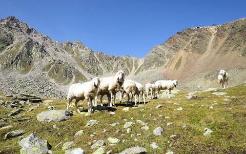 Pult: Berg, Himmel, Natürliche Landschaft, Wiese, Steigung, Gebirge, Bergforms, Landschaft, Grazing