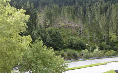 Kappl 829: Pflanze, Pflanzengemeinschaft, Natürliche Landschaft, Lärche, Baum, Steigung, Immergrün, Berg, Ländliches Gebiet, Gras