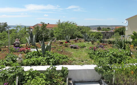 Stjepan: Vegetation, Garten, Wohngebiet, Eigentum, Botanischer Garten, Botanik, Pflanzengemeinschaft, Grundeigentum, Pflanze, Baum