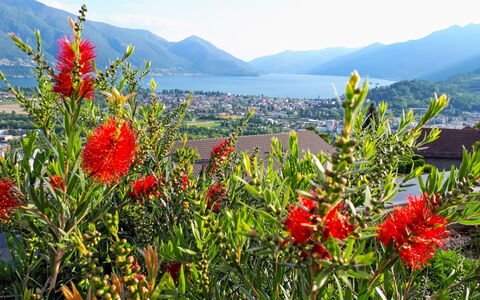 Vista Panorama: Blume, Blühende Pflanze, Pflanze, Vegetation, Wild, Botanik, Pflanzengemeinschaft, Landschaft