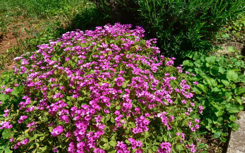 Santin: Blume, Blühende Pflanze, Pflanze, Ground, Strauch, Halbstrauch, Garten, Jahr Plant