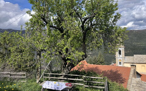 Valloria 602: Baum, Blatt, Ast, Vegetation, Frühling, Kofferraum, Dorf