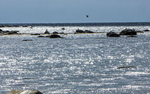 Åptafjorden: Wasser, Meer, Ozean, Wind Wave, Welle, Tierwelt, Strand
