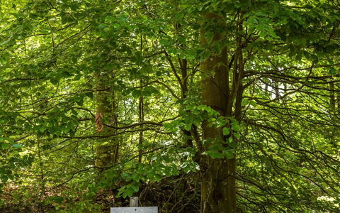 Erikstorp 142: Pflanze, Natürliche Landschaft, Kofferraum, Terrestrische Plant, Baum, Holz, Gras, Gehölz, Laub, Ground