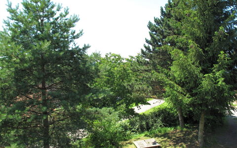 Jitka: Baum, White Pine, Vegetation, Immergrün, Gehölz, Pflanze, Drehkiefer, Biome, Red Juniper, American Larch