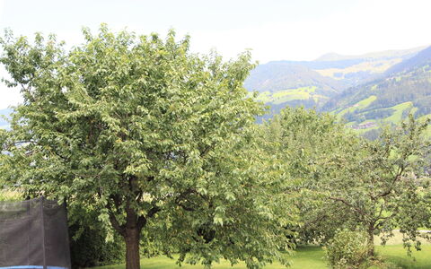Fügen 336: Baum, Gehölz, Pflanze, Blatt, Frühling, Blume, Bergstation, Strauch, Hügel