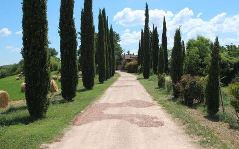Villa Venanzo: Baum, Strasse, Gras, Gehölz, Biome, Pflanze, Durchgangsstrasse, Weg, Pfad