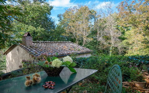 Casa Di Lilli: Blatt, Natur, Vegetation, Ast, Strauch, Pflanzengemeinschaft, Frühling, Garten, Ground, Zweig