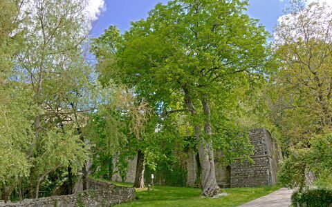 Casa Dell'ambasciatore: Blatt, Baum, Gras, Ast, Wand, Natur, Grün, Vegetation, Strauch, Steinwand